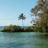 oasis tropicale avec cadre en bois