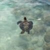 print sea turtle hawaii photography art wall bedroom print beach aesthetic poster travel living room wall art gift for traveler print sea turtle hawaii photography art wall bedroom print beach aesthetic poster travel living room wall art gift for traveler