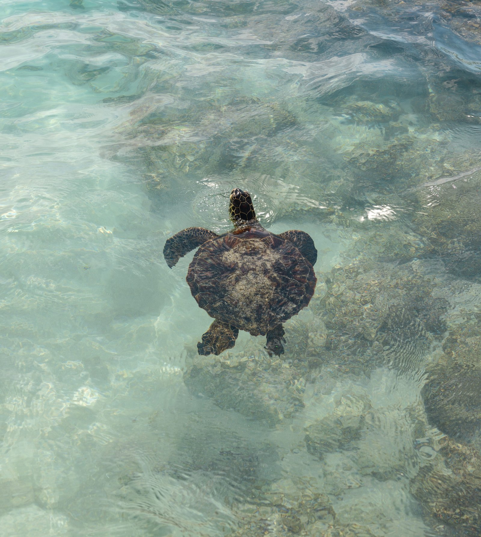 print sea turtle hawaii photography art wall bedroom print beach aesthetic poster travel living room wall art gift for traveler